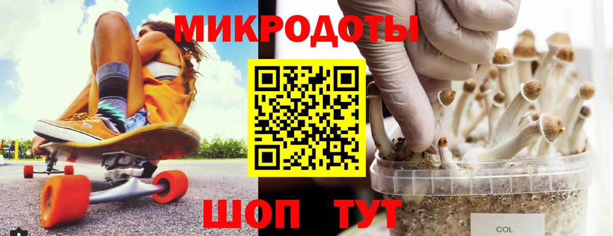 Галлюциногенные грибы Psilocybe Элиста